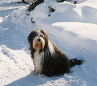 January 1999, Boomer is sitting in the snow clearded driveway, with the snowbanks nearly at the top of his head.